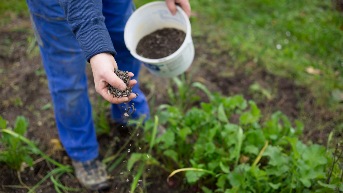 Gardener applying granular fertilizer around vegetable plants