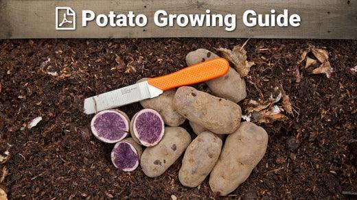 Potato growing guide graphic with whole and cut potatoes