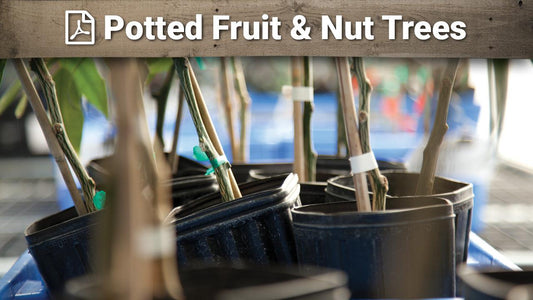 Young potted fruit and nut trees