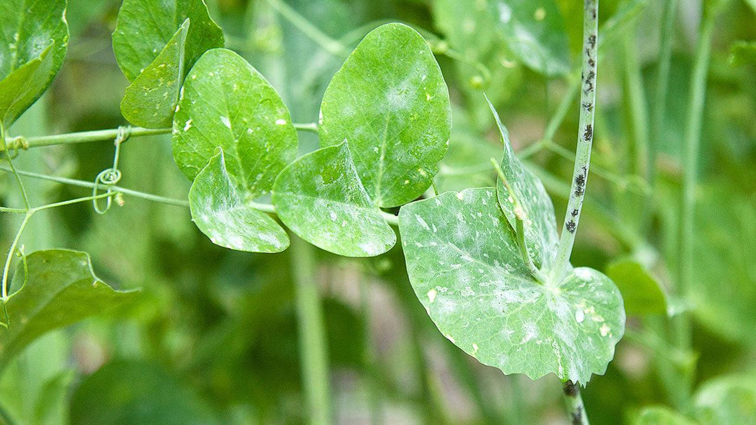 Pea leaves showing white powdery mildew