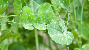 Powdery Mildew & Plants in Your Garden
