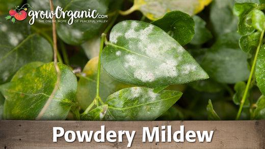 White powdery mildew coating green leaves