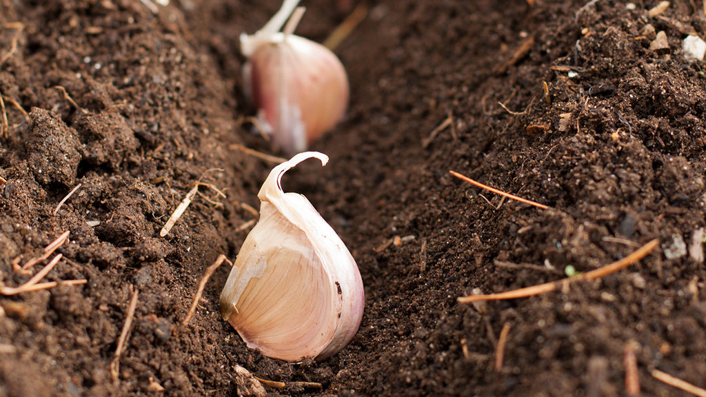 Tips For Growing And Harvesting Garlic For Spray Production