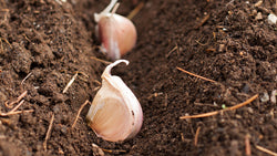 Preparing Your Soil to Grow the Best Garlic