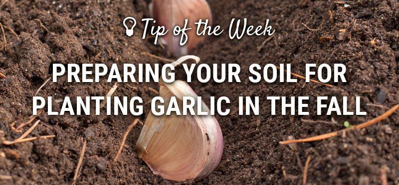 Fall garlic soil-preparation guide graphic
