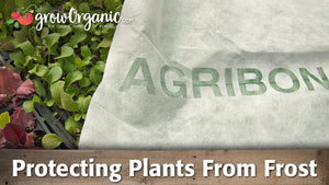 How to Protect Plants from Frost - Low Tunnels