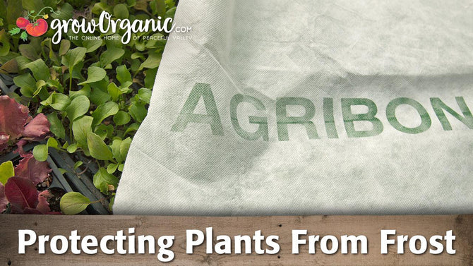 White frost cover draped over garden plants