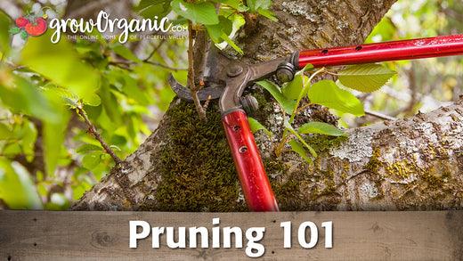 Pruning 101 - Grow Organic