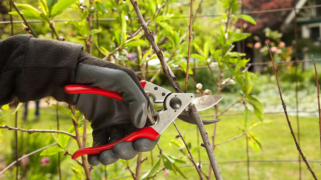 Gloved hand pruning a branch with red-handled shears