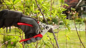 Fruit Tree Pruning Resources for Special Situations