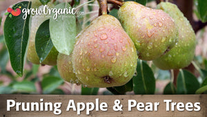 How to Prune Apple Trees and Pear Trees