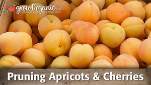 Summer Pruning of Cherry Trees and Pruning Apricot Trees