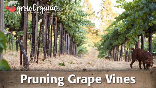 Dormant grapevines in long vineyard rows