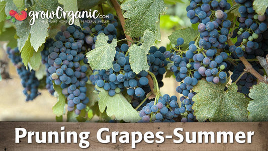Dark grape clusters hanging on summer vines