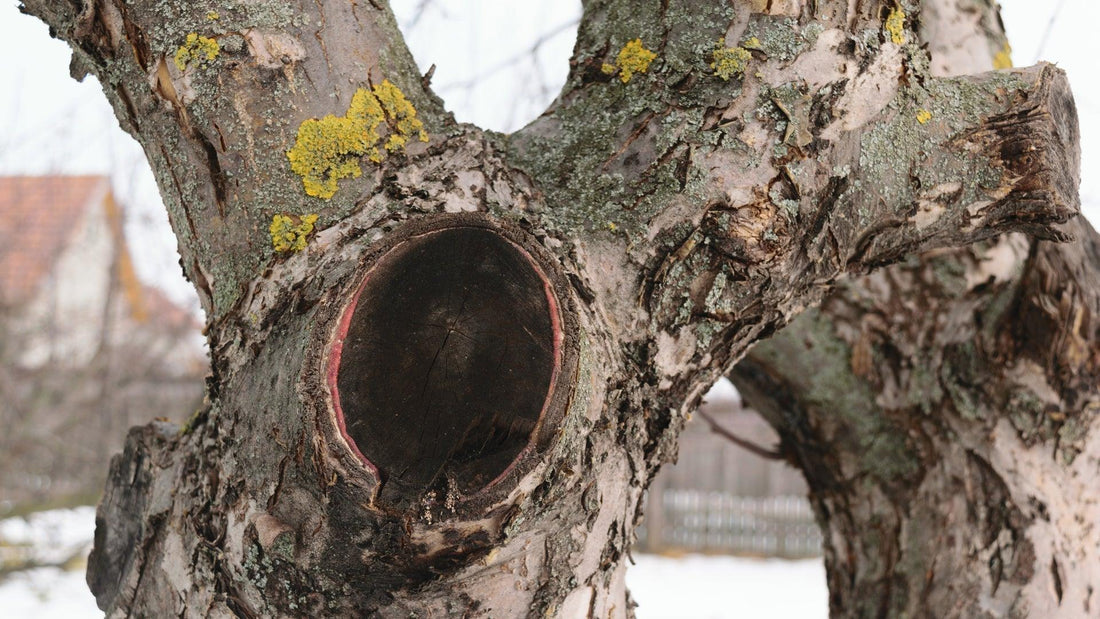 Large hollow cavity in a tree trunk
