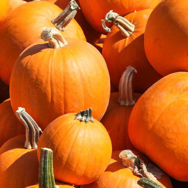 Pile of orange pumpkins