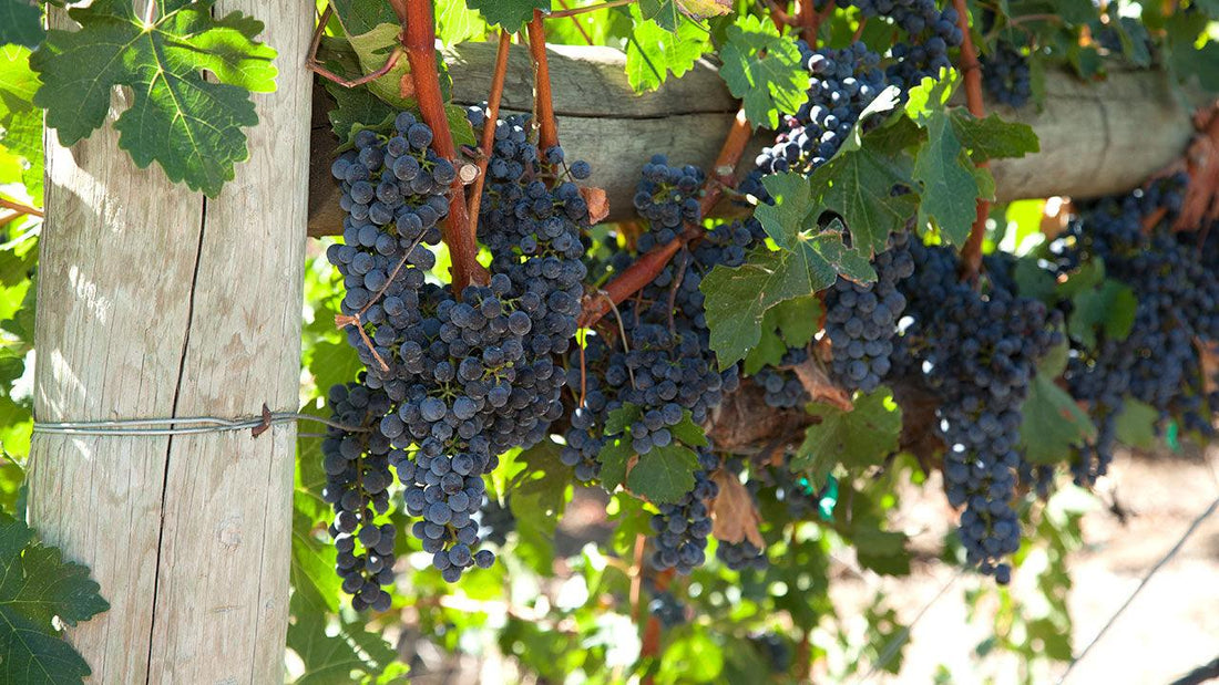 Dark grapes hanging from vines trained on a wall