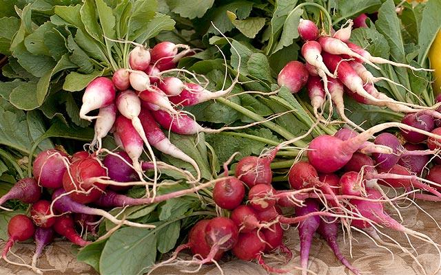 Bundles of freshly harvested red radishes