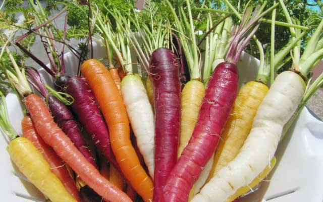 Freshly harvested purple, orange, red, yellow, and white carrots