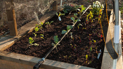 Easy Drip Irrigation for Raised Beds - Grow Organic