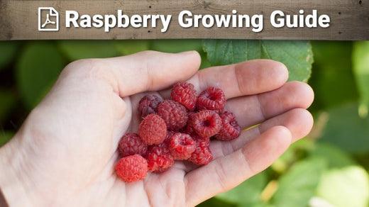 Raspberry growing guide graphic over berries held in a hand