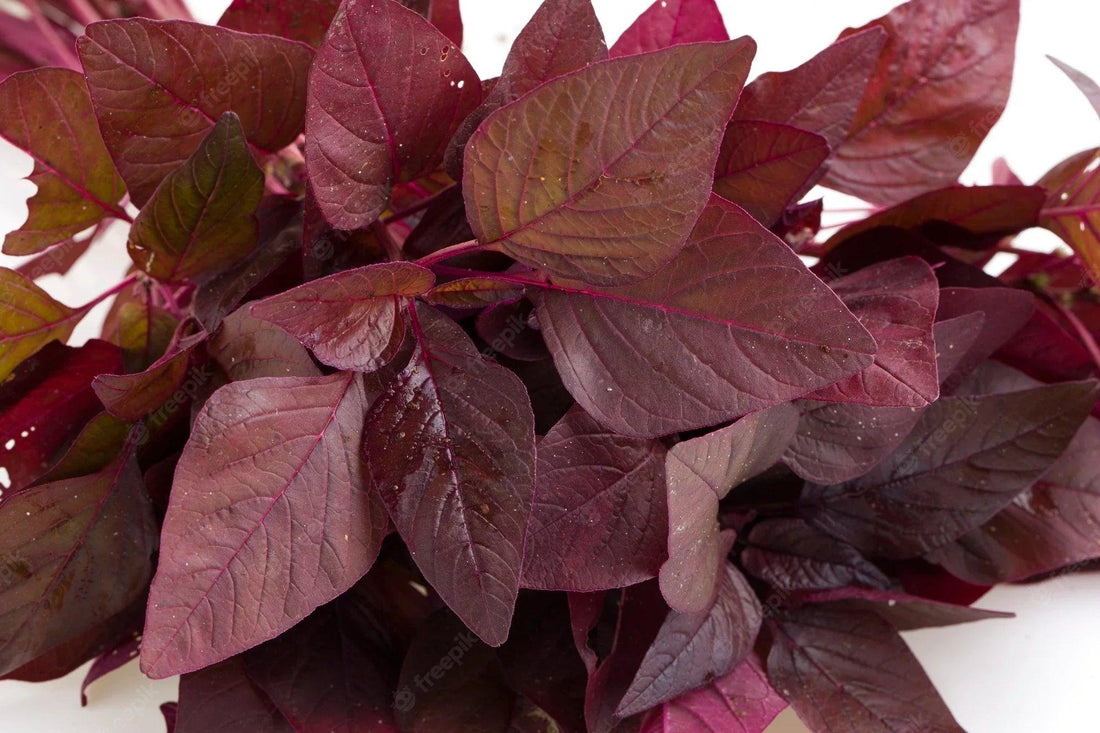 Bundle of deep red amaranth leaves