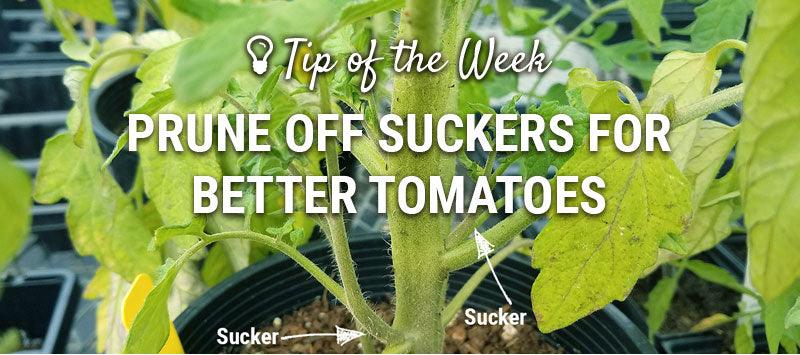 Tomato sucker-pruning guide graphic