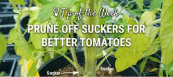 Tomato sucker-pruning guide graphic