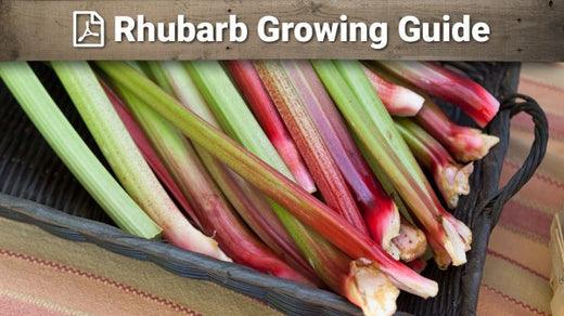 Rhubarb growing guide graphic over colorful stalks
