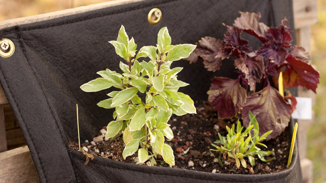 Root Pruning for Container Plants - Grow Organic