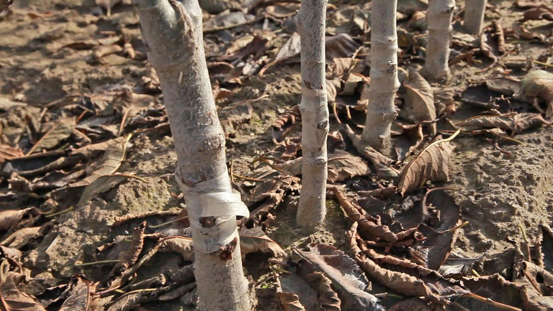 Rootstocks - Unsung Heros - Grow Organic