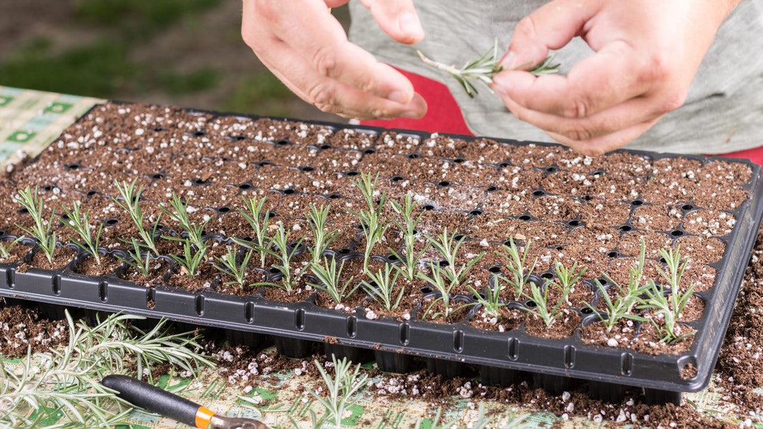 Hands sowing seeds into a plug tray