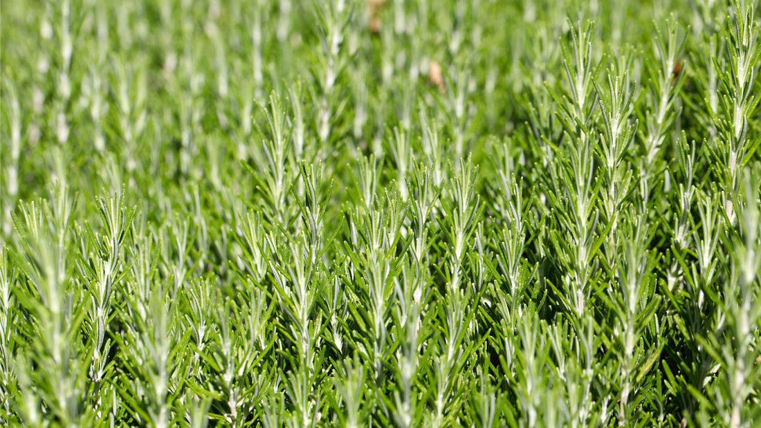 Dense stand of green grass seed heads