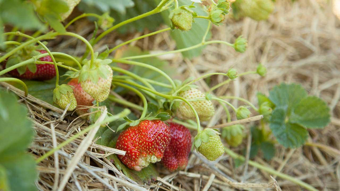 Complete Guide to Strawberry Bed Maintenance: How to Take Care of Strawberry Plants, Renovate, and Grow in Raised Beds - Grow Organic