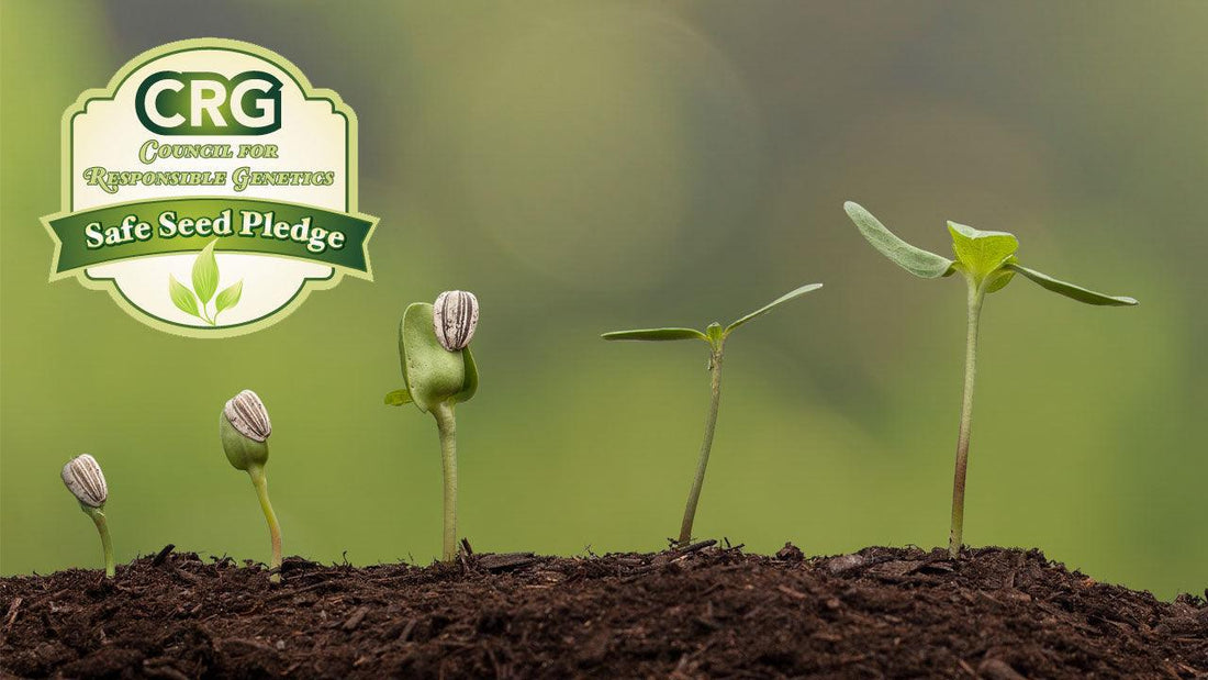 Safe Seed Pledge graphic above emerging seedlings