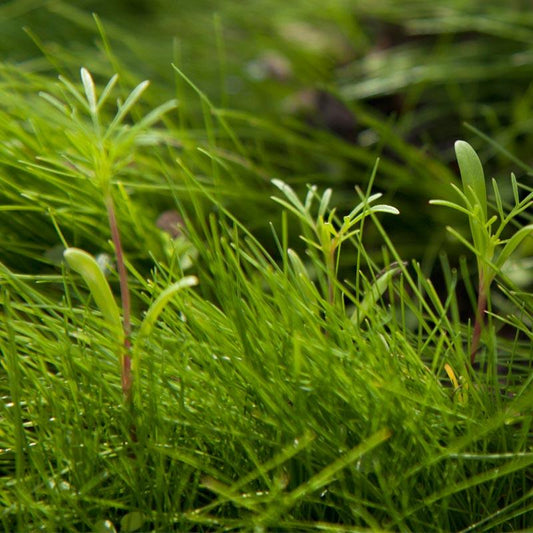 Cover crop seedlings protecting garden soil