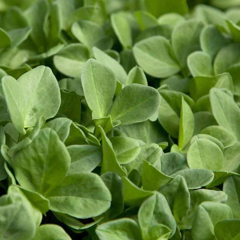 Fava bean cover crop flowering in a dense cool-season stand