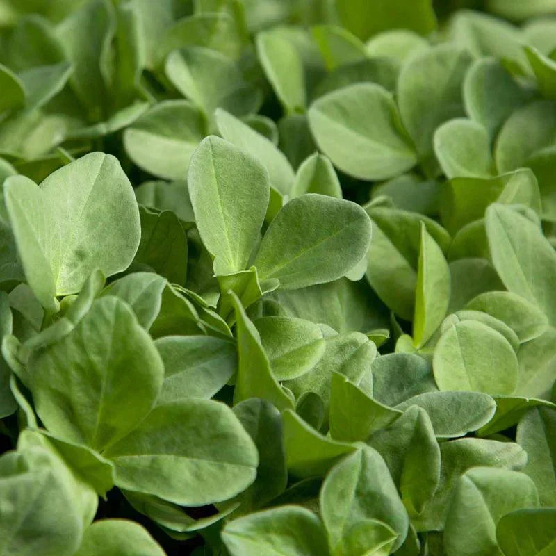 Fava Beans as Cover Crop: A Comprehensive Guide - Grow Organic