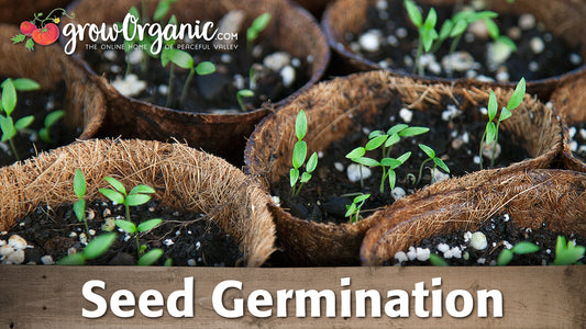 Seed Germination -- Scarification, Stratification, and Soaking