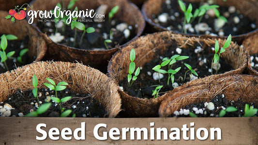 Seed Germination -- Scarification, Stratification, and Soaking - Grow Organic