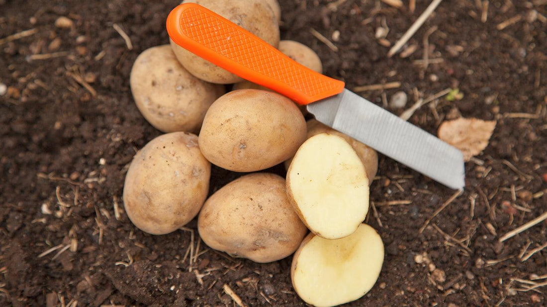 Seed potatoes representing choices by maturity, color, cooking use, and storage