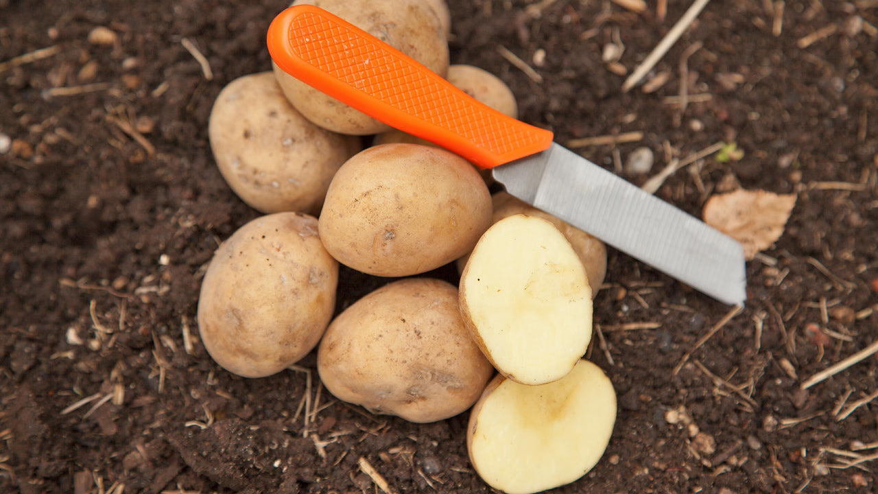 Cutting and Curing Seed Potatoes