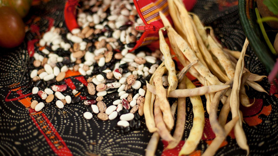 Dried bean pods and assorted saved seeds