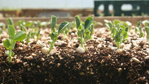 Seed Starting 201 – From Sowing Seed to Organic Fertilizer for Seedlings & Transplanting