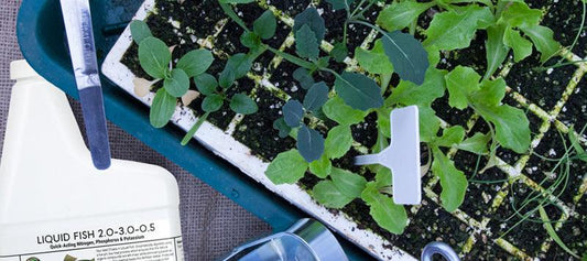 Vegetable seedlings growing in a plug tray