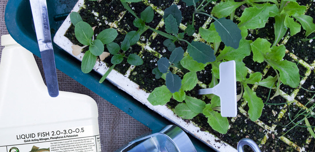 When to Start Seeds Indoors: A Vegetable Sowing Chart
