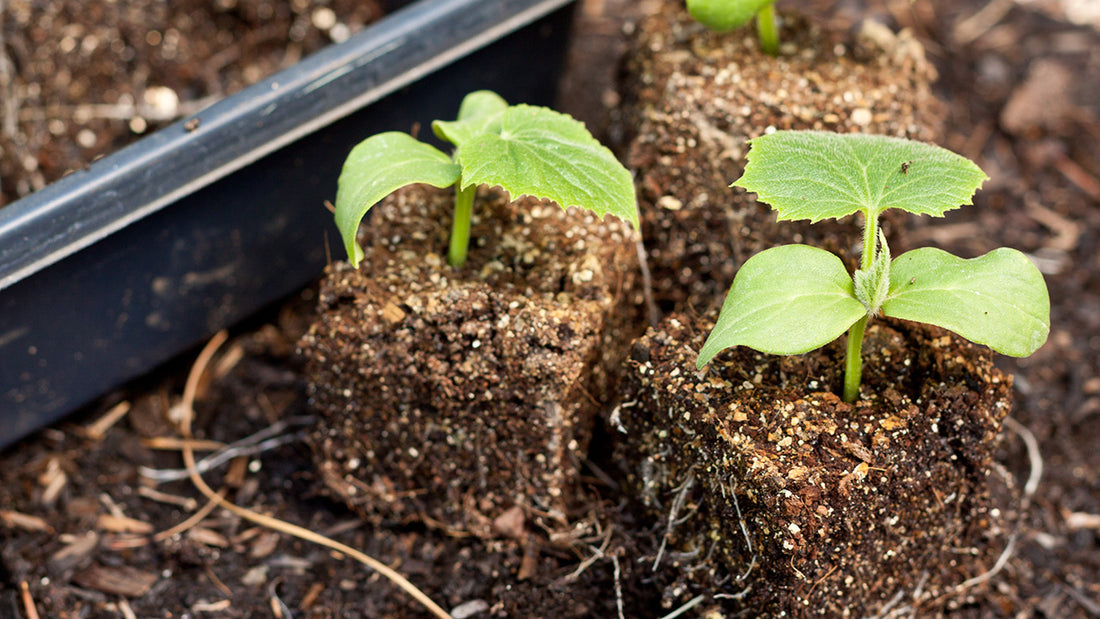 Seed Starting 101 - Easy Steps to Seed Germination