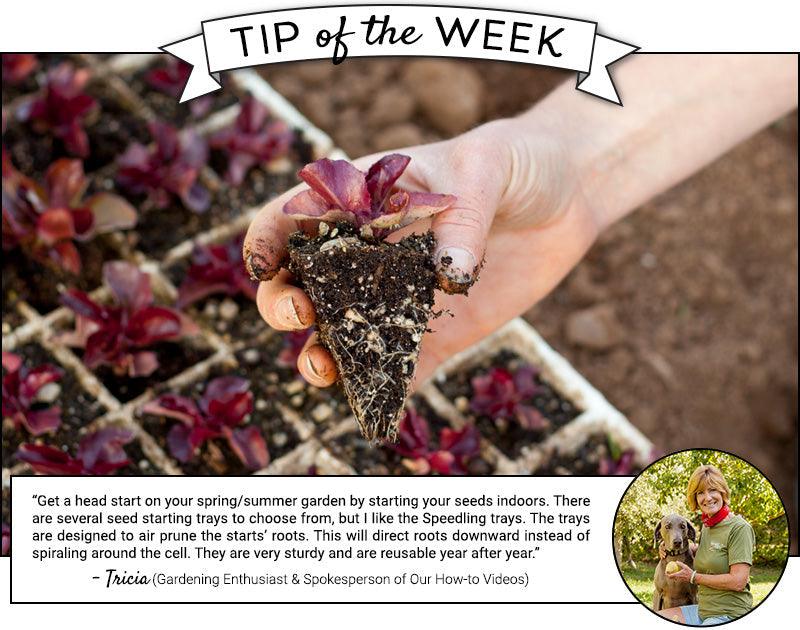Hand holding soil grubs in a gardening tip graphic