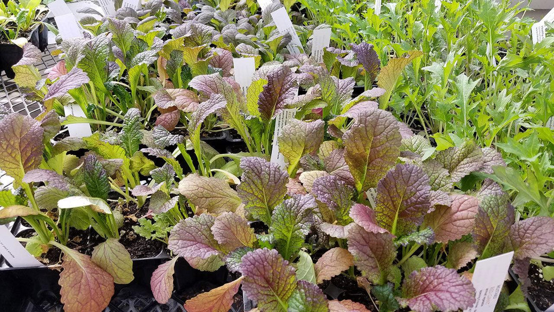 Rows of green and purple salad greens