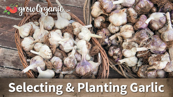 Selecting and planting garlic guide graphic